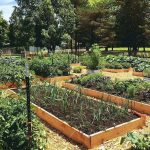 Vegetable Gardens