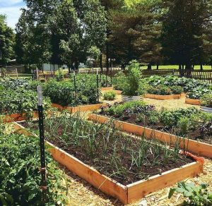 Vegetable Gardens